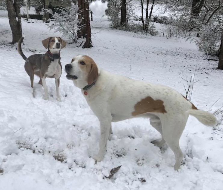 Our Team Andrews Veterinary Hospital