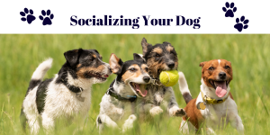 Socializing Your Dog