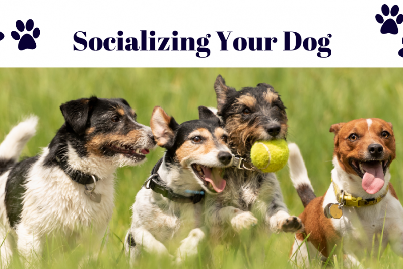 Socializing Your Dog