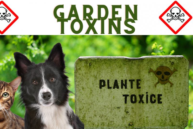 Garden Toxins in Pets