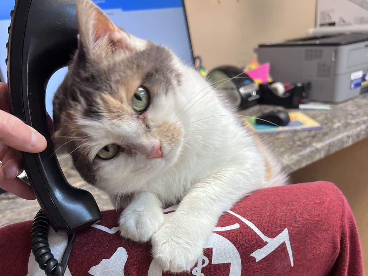 A calico cat sits on a person's lap